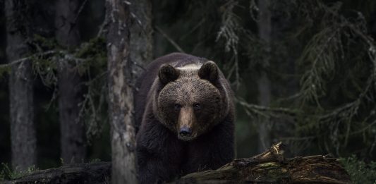 Brunbjørnen er det største rovdyret på det norske fastlandet. Bjørnen et mykje bær for å gjere seg klar, før han går i hi. (Foto: Per Harald Olsen/NTNU/Flickr)