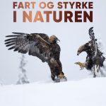 Styrke