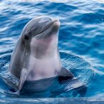delfin